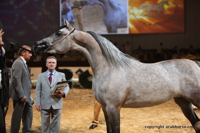 2012 Dubai International Championships - Day 1