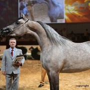 2012 Dubai International Championships - Day 1