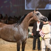 2012 Dubai International Championships - Day 1