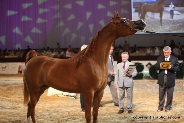 2012 Dubai International Championships - Day 1