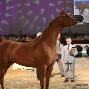 2012 Dubai International Championships - Day 1