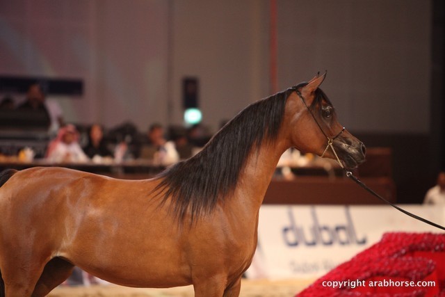 2012 Dubai International Championships - Day 1