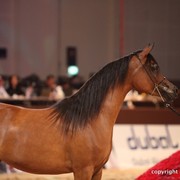 2012 Dubai International Championships - Day 1