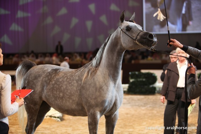 2012 Dubai International Championships - Day 1