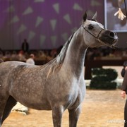 2012 Dubai International Championships - Day 1