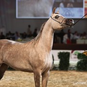 2012 Dubai International Championships - Day 1