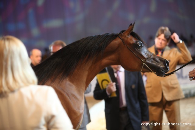 2012 Dubai International Championships - Day 1