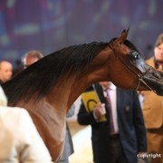 2012 Dubai International Championships - Day 1
