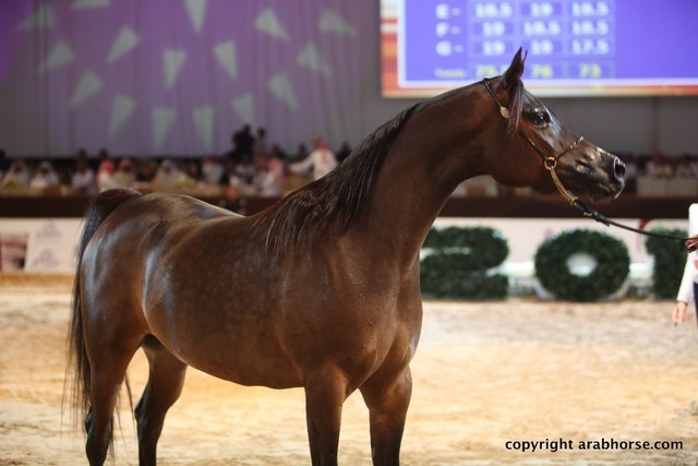2012 Dubai International Championships - Day 1