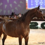 2012 Dubai International Championships - Day 1