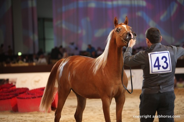 2012 Dubai International Championships - Day 1