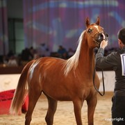 2012 Dubai International Championships - Day 1