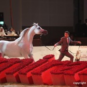 2012 Dubai International Championships - Day 1