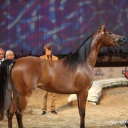 2012 Dubai International Championships - Day 1