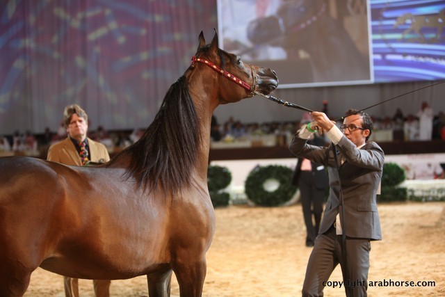 2012 Dubai International Championships - Day 1