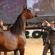 2012 Dubai International Championships - Day 1