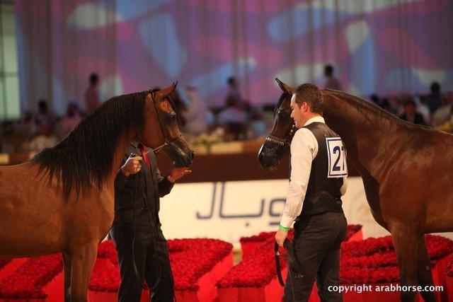 2012 Dubai International Championships - Day 1