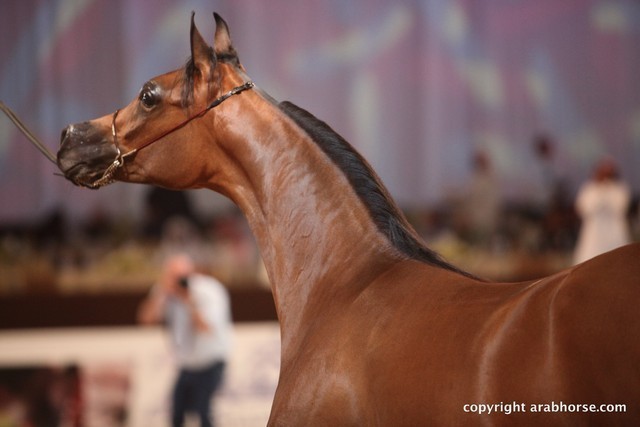 2012 Dubai International Championships - Day 1