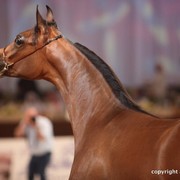 2012 Dubai International Championships - Day 1
