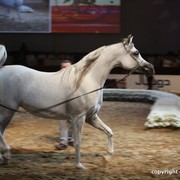 2012 Dubai International Championships - Day 1