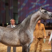 2012 Dubai International Championships - Day 1