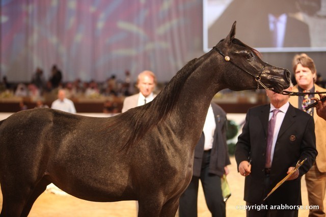 2012 Dubai International Championships - Day 1