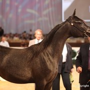 2012 Dubai International Championships - Day 1