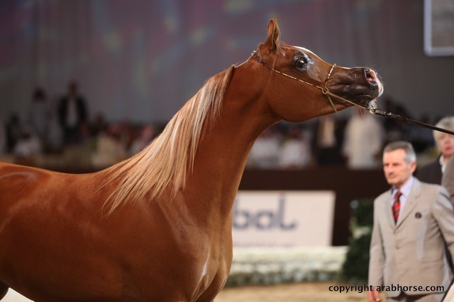 2012 Dubai International Championships - Day 1