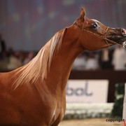 2012 Dubai International Championships - Day 1