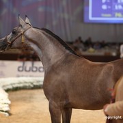 2012 Dubai International Championships - Day 1