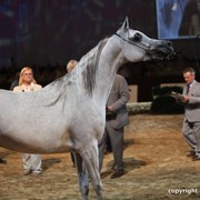 2012 Dubai International Championships - Day 1