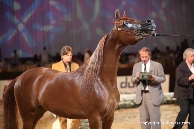 2012 Dubai International Championships - Day 1