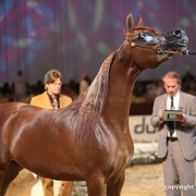 2012 Dubai International Championships - Day 1