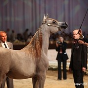 2012 Dubai International Championships - Day 1