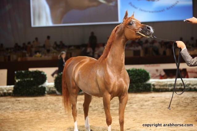 2012 Dubai International Championships - Day 1