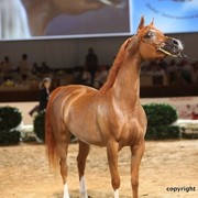 2012 Dubai International Championships - Day 1