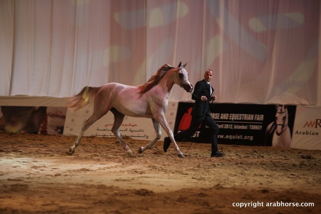 2012 Dubai International Championships - Day 1