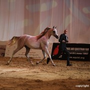 2012 Dubai International Championships - Day 1