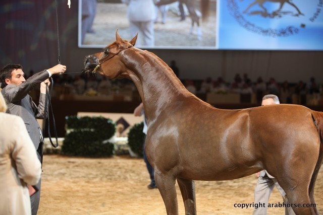 2012 Dubai International Championships - Day 1