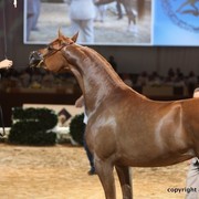 2012 Dubai International Championships - Day 1