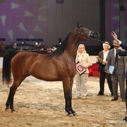 2012 Dubai International Championships - Day 1