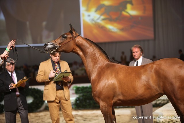2012 Dubai International Championships - Day 1