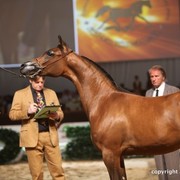 2012 Dubai International Championships - Day 1