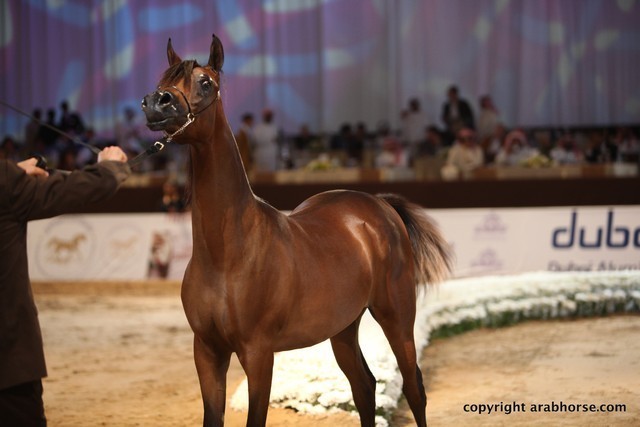2012 Dubai International Championships - Day 1