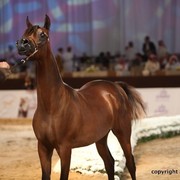 2012 Dubai International Championships - Day 1