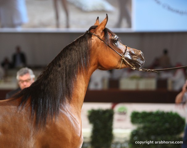 2012 Dubai International Championships - Day 1