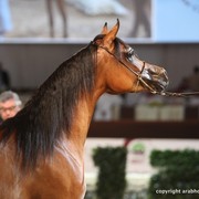 2012 Dubai International Championships - Day 1