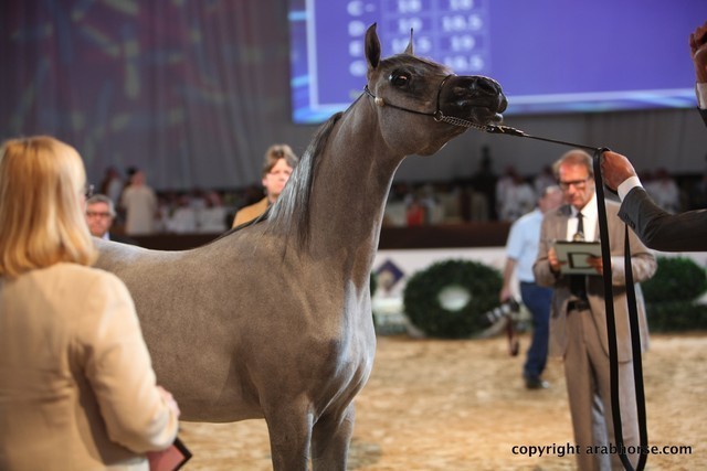 2012 Dubai International Championships - Day 1