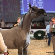 2012 Dubai International Championships - Day 1