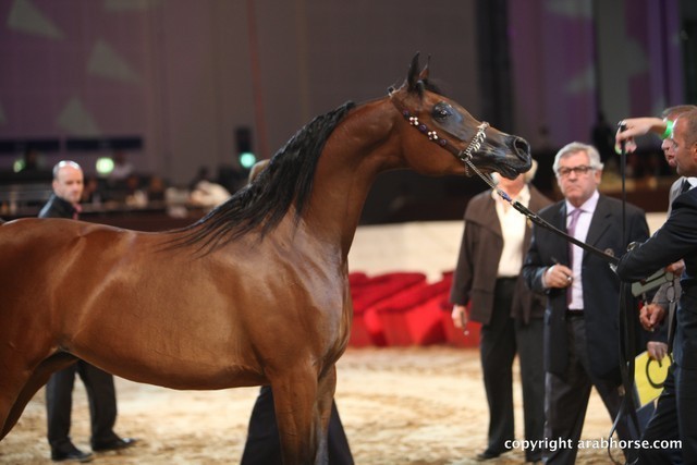 2012 Dubai International Championships - Day 1